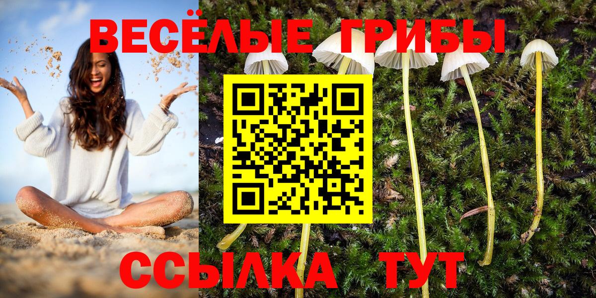 Псилоцибиновые грибы мицелий Моздок